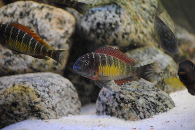 Tropheus moorii 'Kasanga'